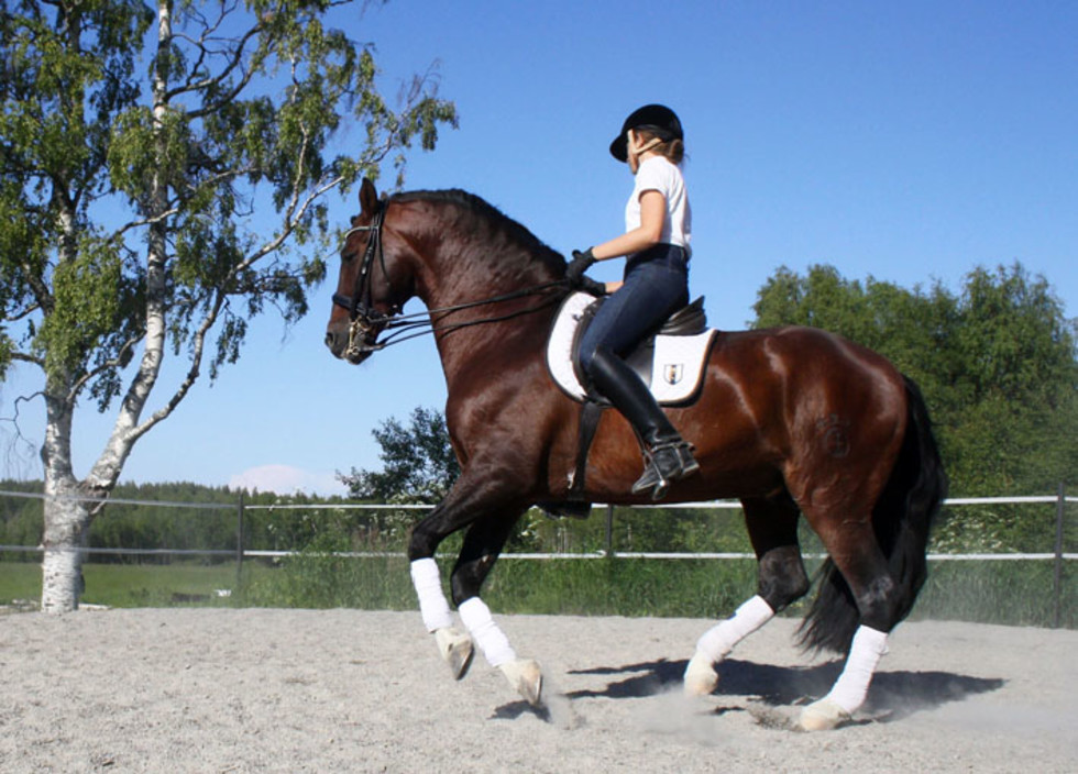 dressage.jpg